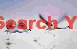 Dynamic Take-off, Andean Flamingos