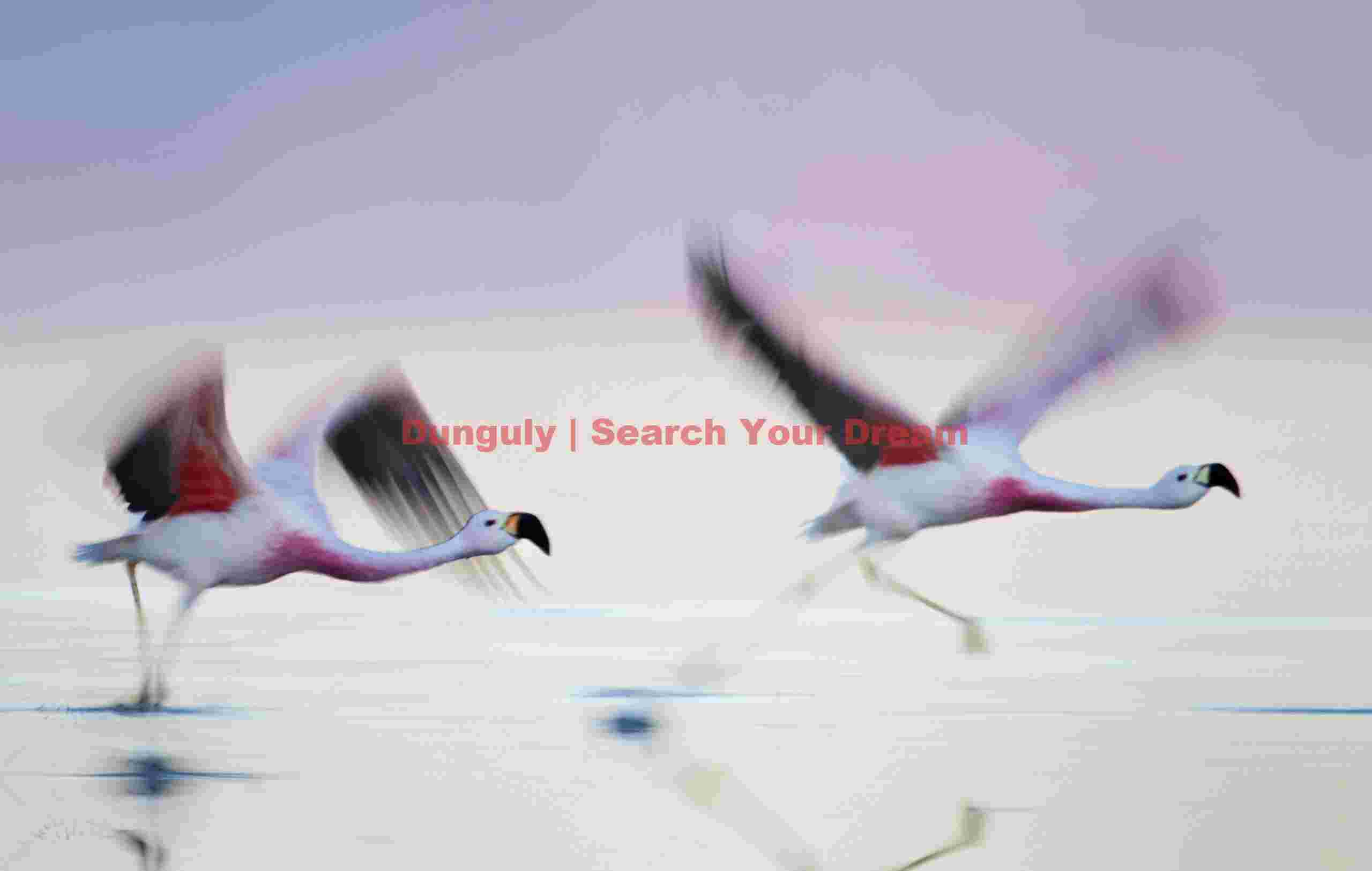 Dynamic Take-off, Andean Flamingos