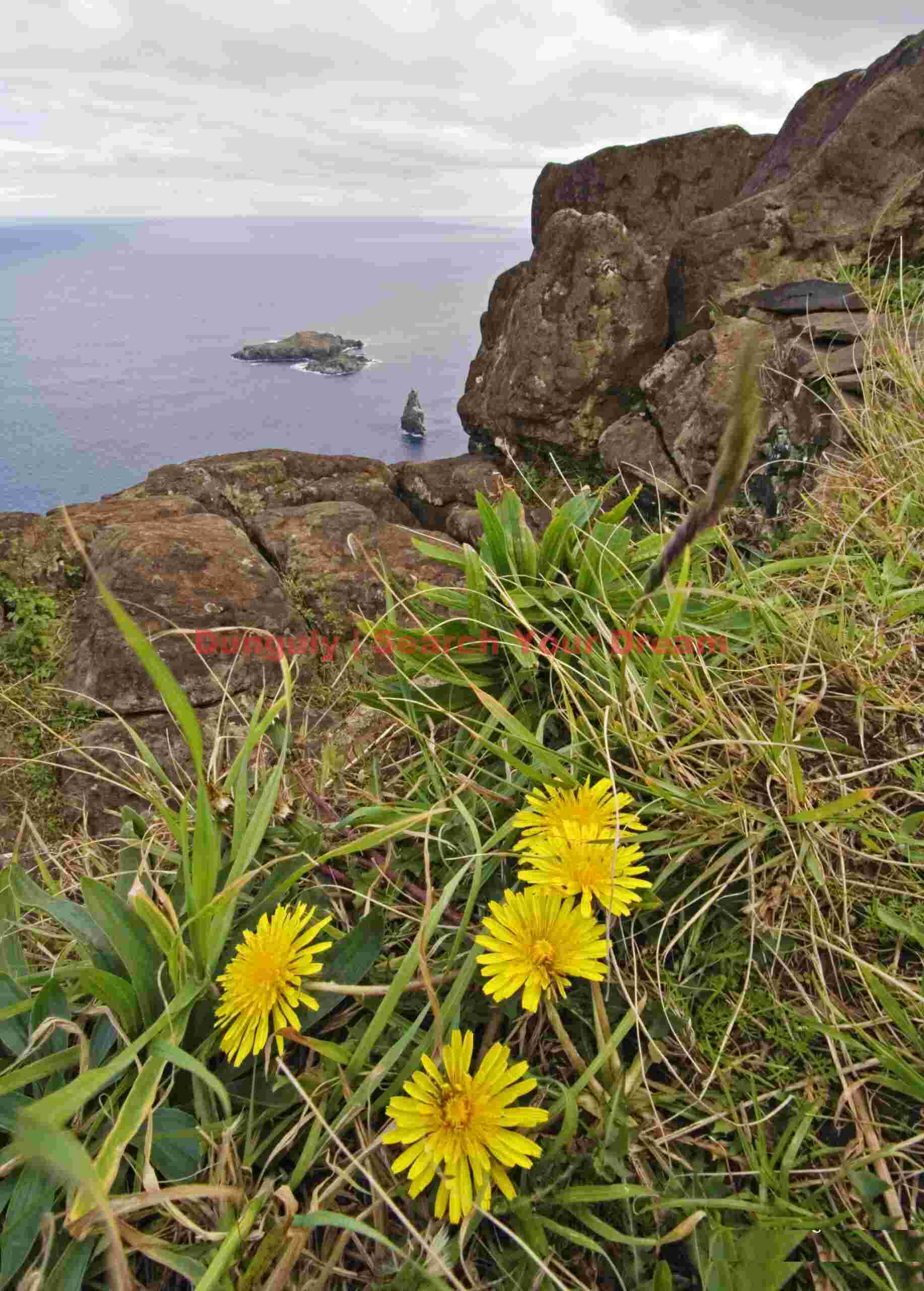 Easter Island - Rano Kao - Moto Nui and Flowers By the Pictograph Rocks