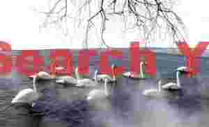 Eleven whooper swans, ice, mist, with branches hanging over ice