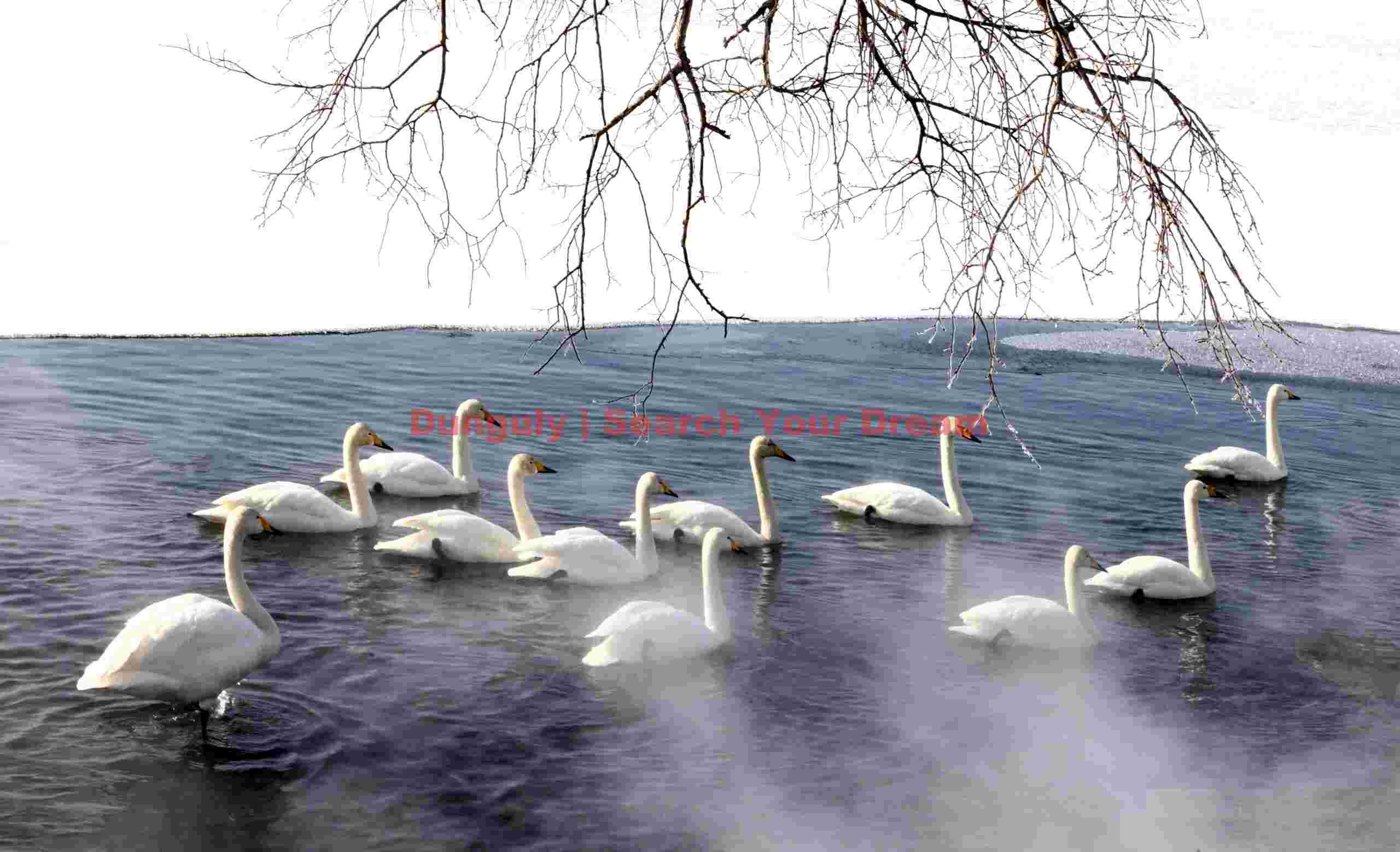 Eleven whooper swans, ice, mist, with branches hanging over ice