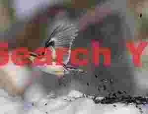 Eurasian nuthatch, instant of take-off