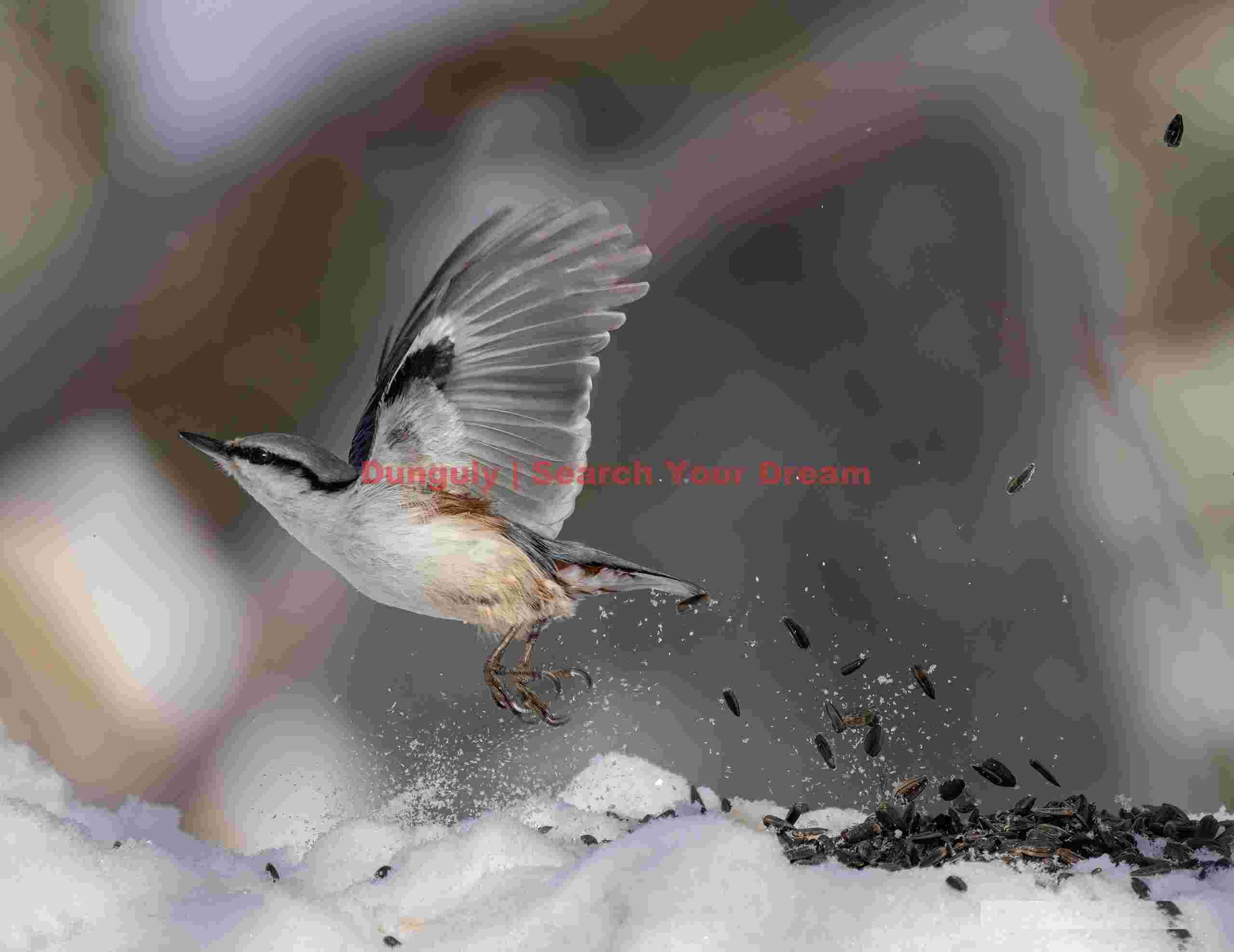 Eurasian nuthatch, instant of take-off