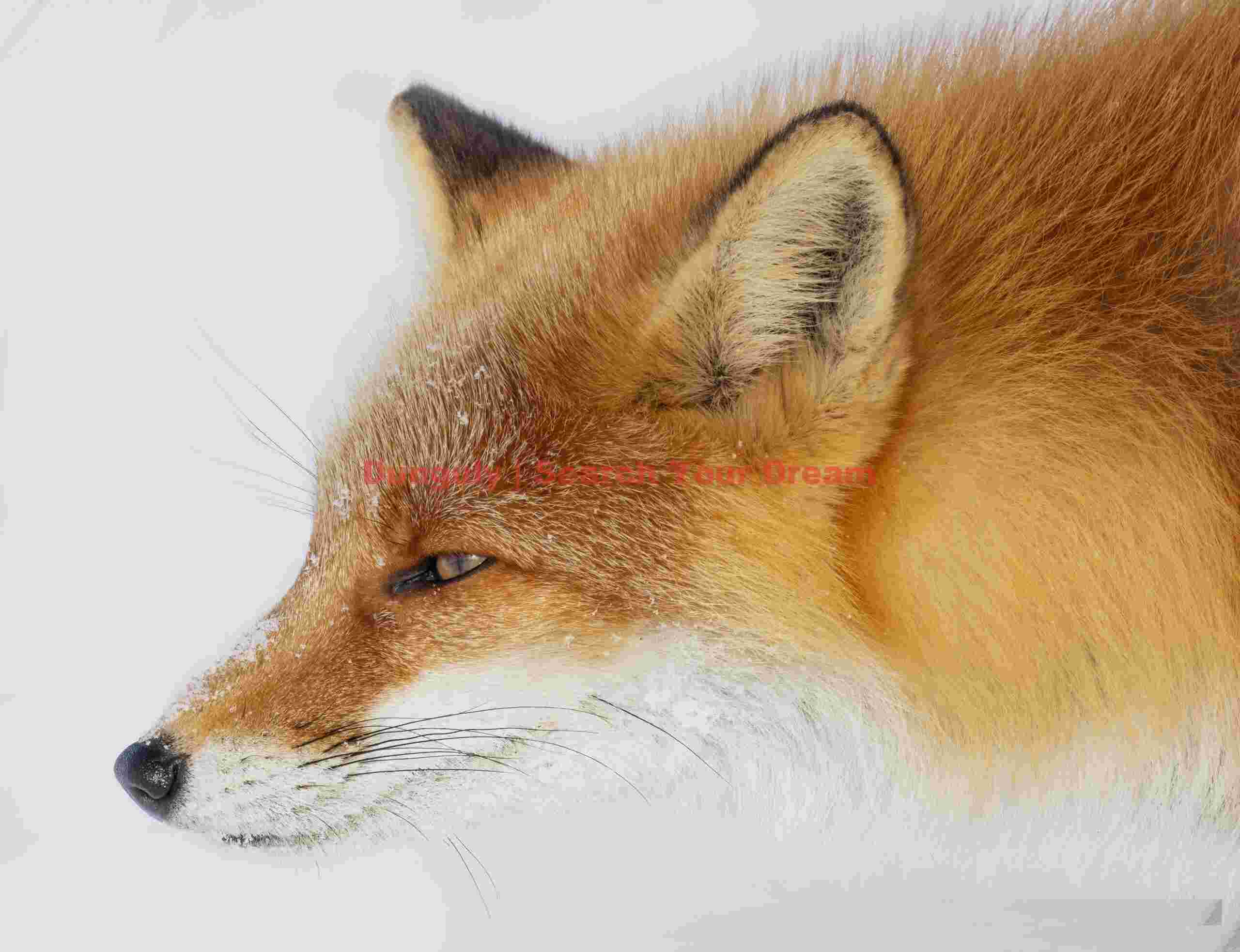 Ezo red fox head portrait