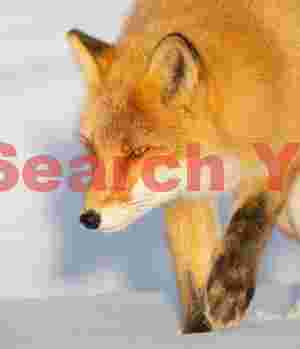 Ezo red fox prowling