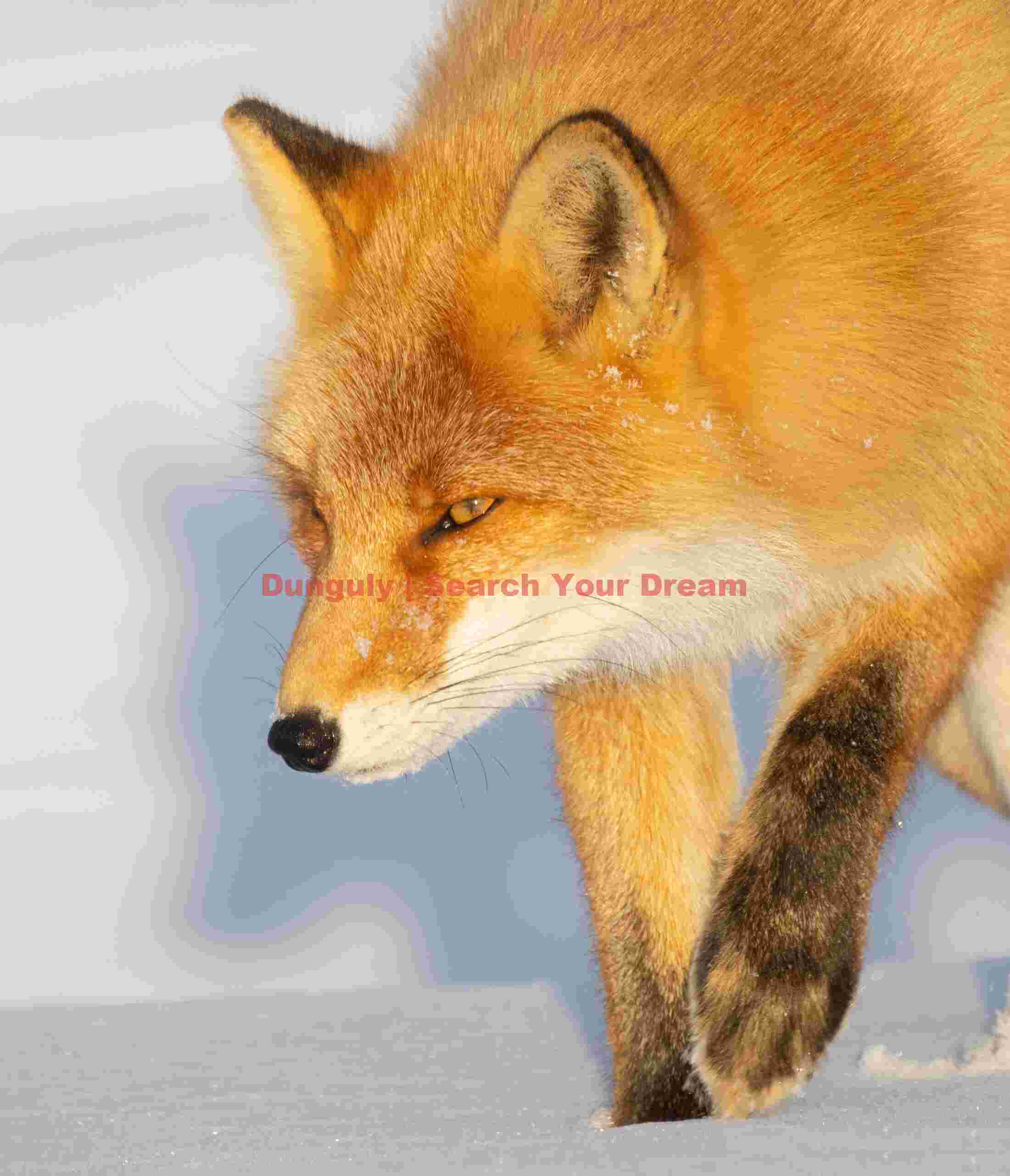 Ezo red fox prowling