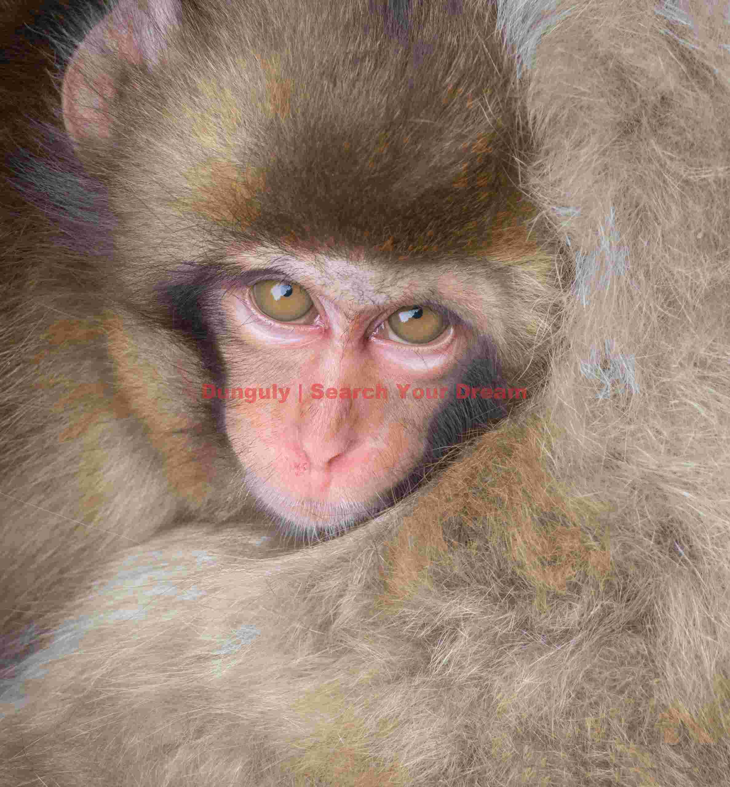 Face of young snow monkey framed by fur