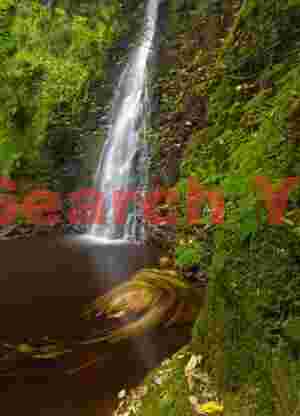 Falling Foss and leaf twirl