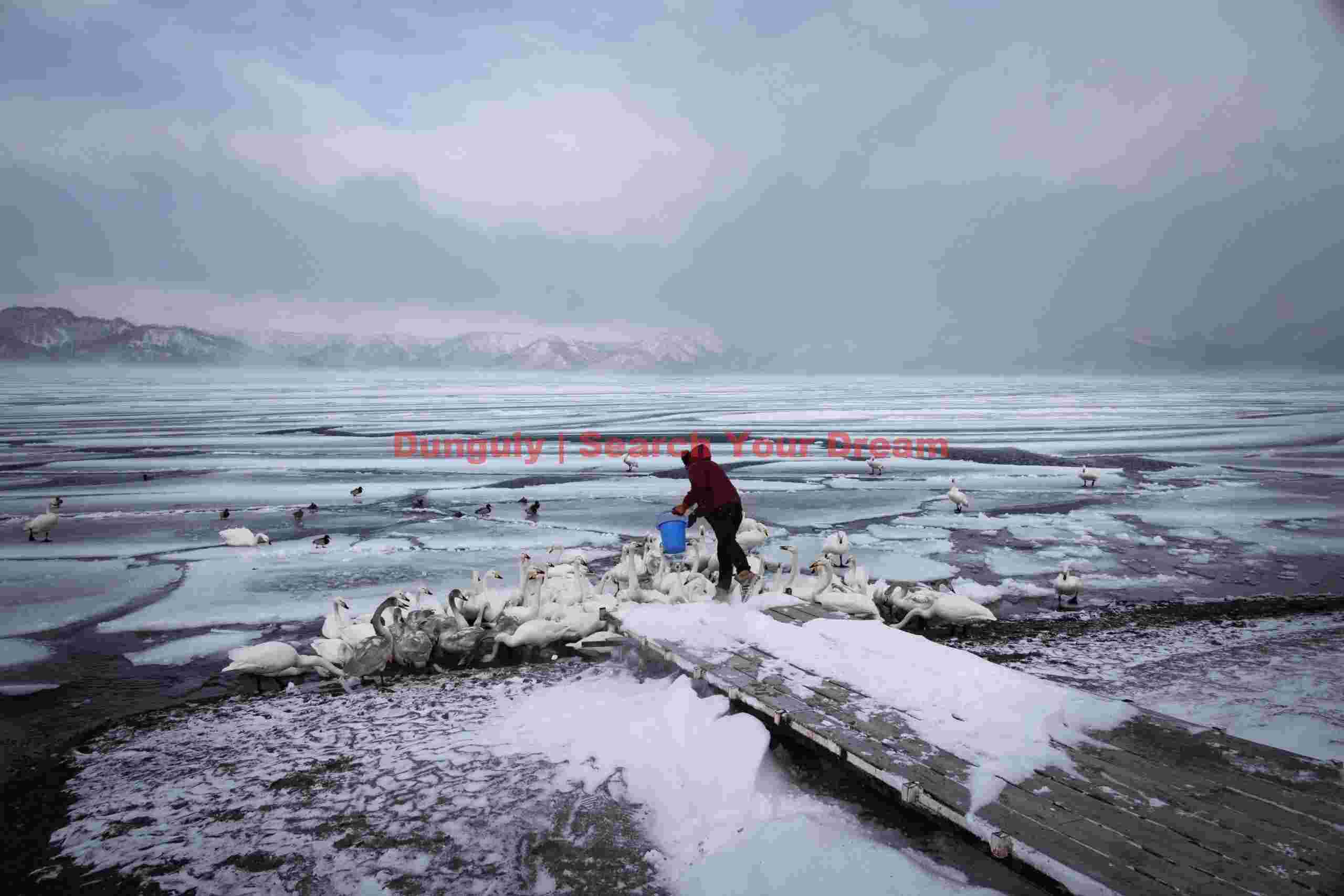 Feeding the whooper swans in snowstorm