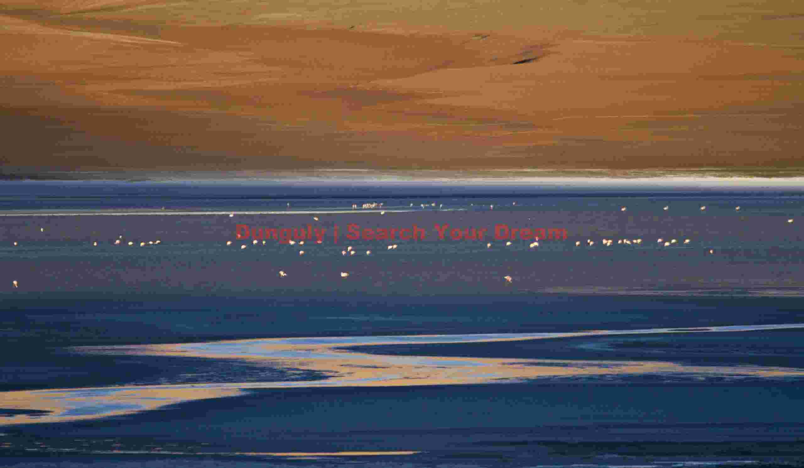 Flamingos and golden reflections