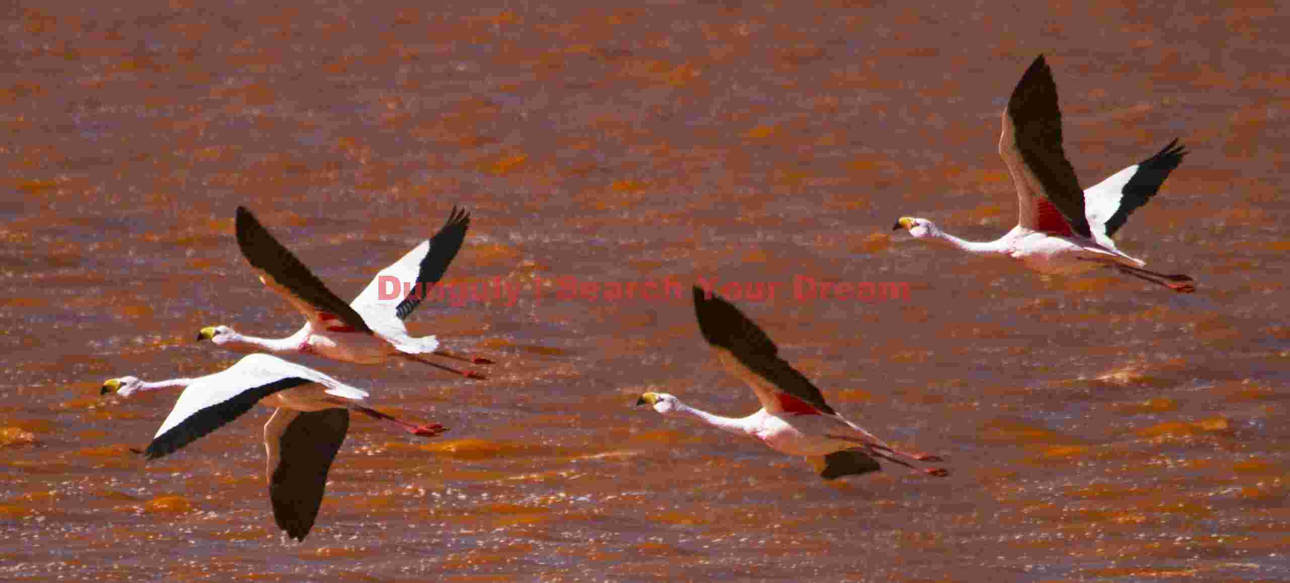 Flamingos in Blue and Red