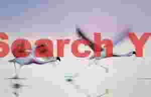 Flora & Fauna (mostly Flamingos!) of Bolivia & Chile