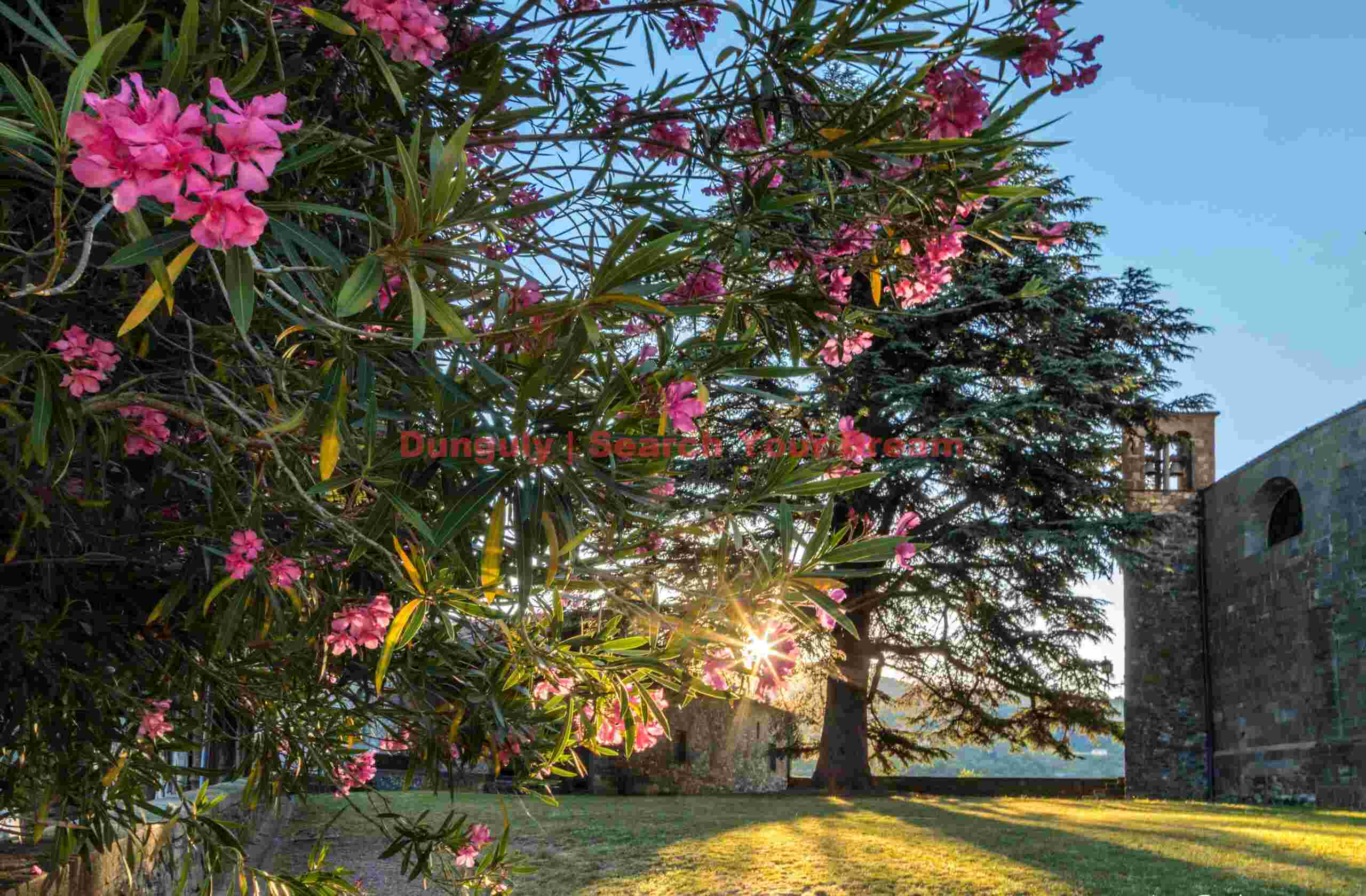 Floral sunrise at the Duomo