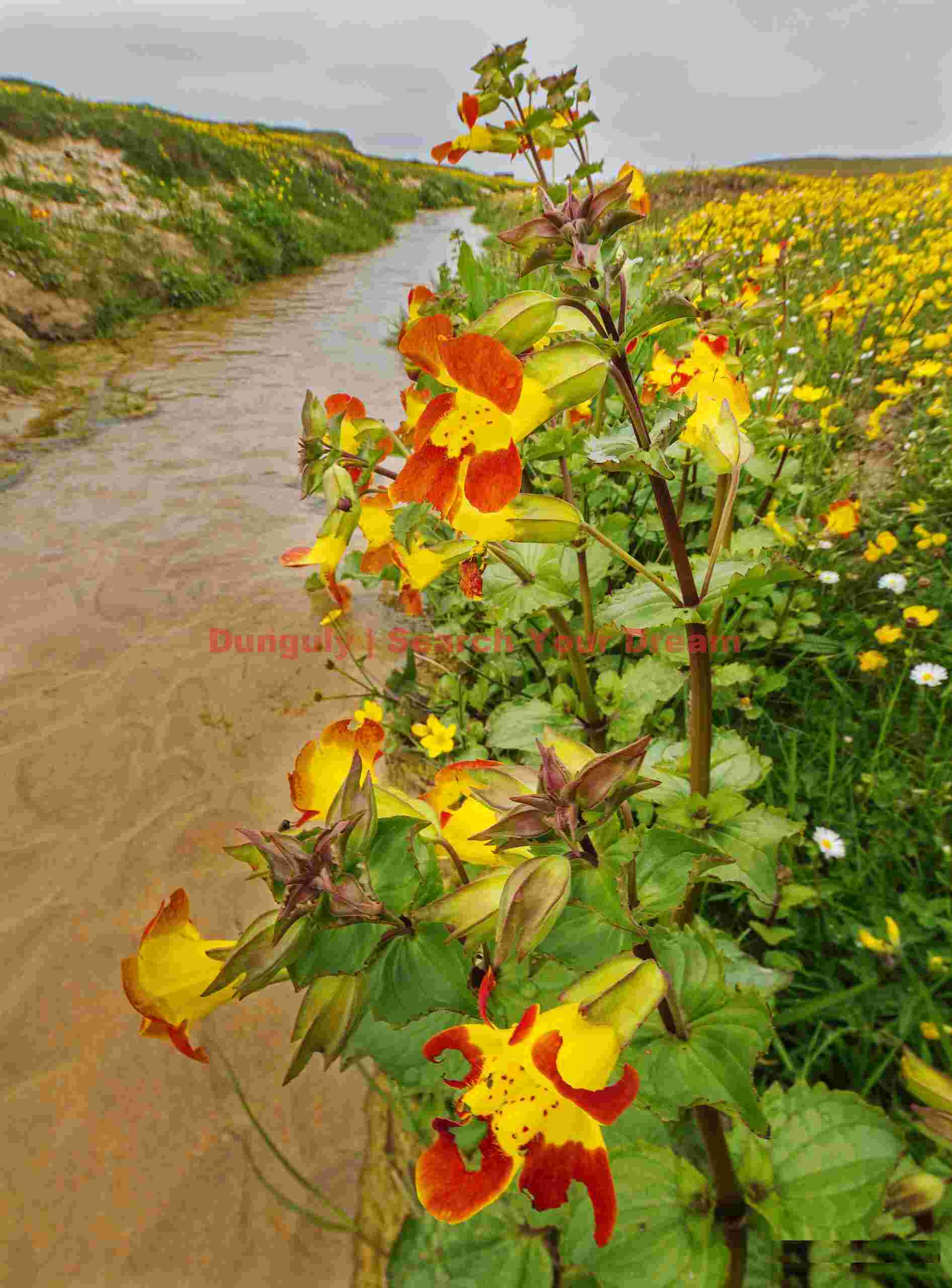 Flowers (Mimulus luteus) on the machair