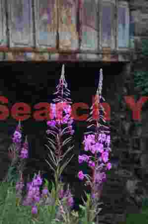 Flowers by old bridge