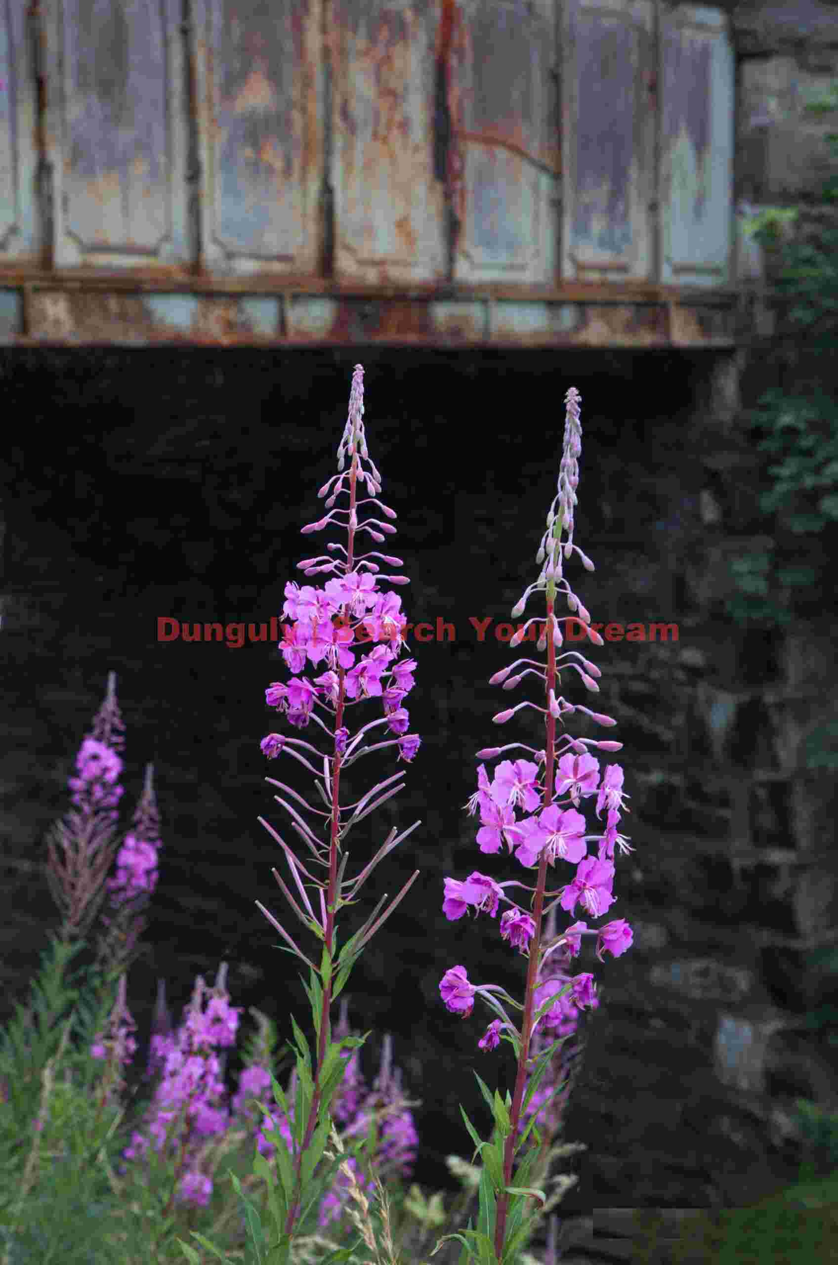 Flowers by old bridge