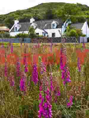Foxgloves and Three Chimneys restaurant