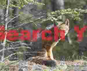Fuagan red fox