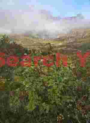 Geen leaves and mist