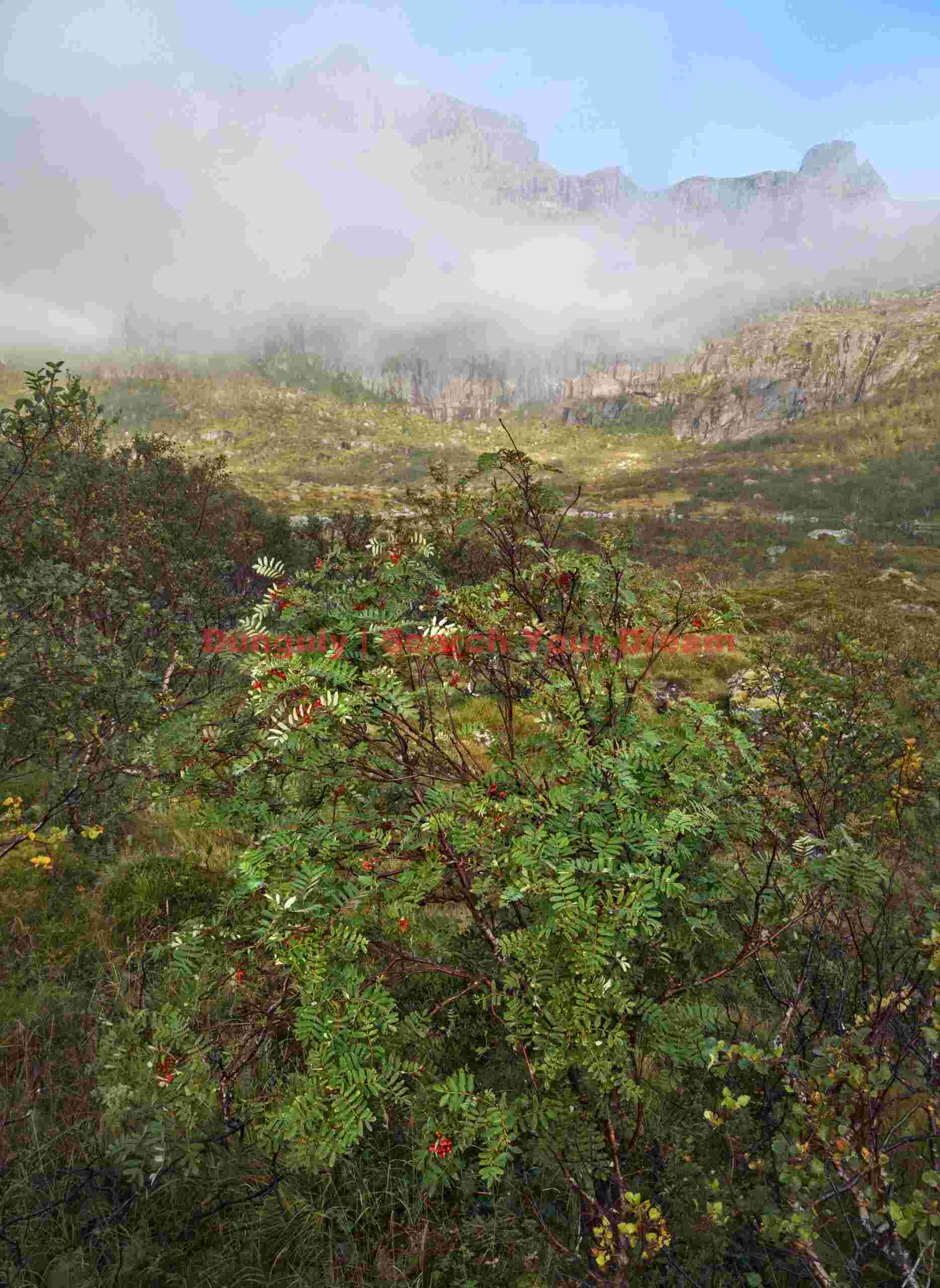 Geen leaves and mist