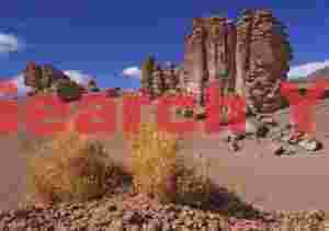 Grasses and monuments - Pacana Guardians Chilean Altiplano