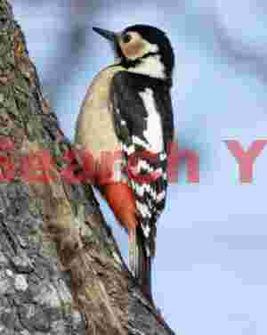 Great spotted woodpecker