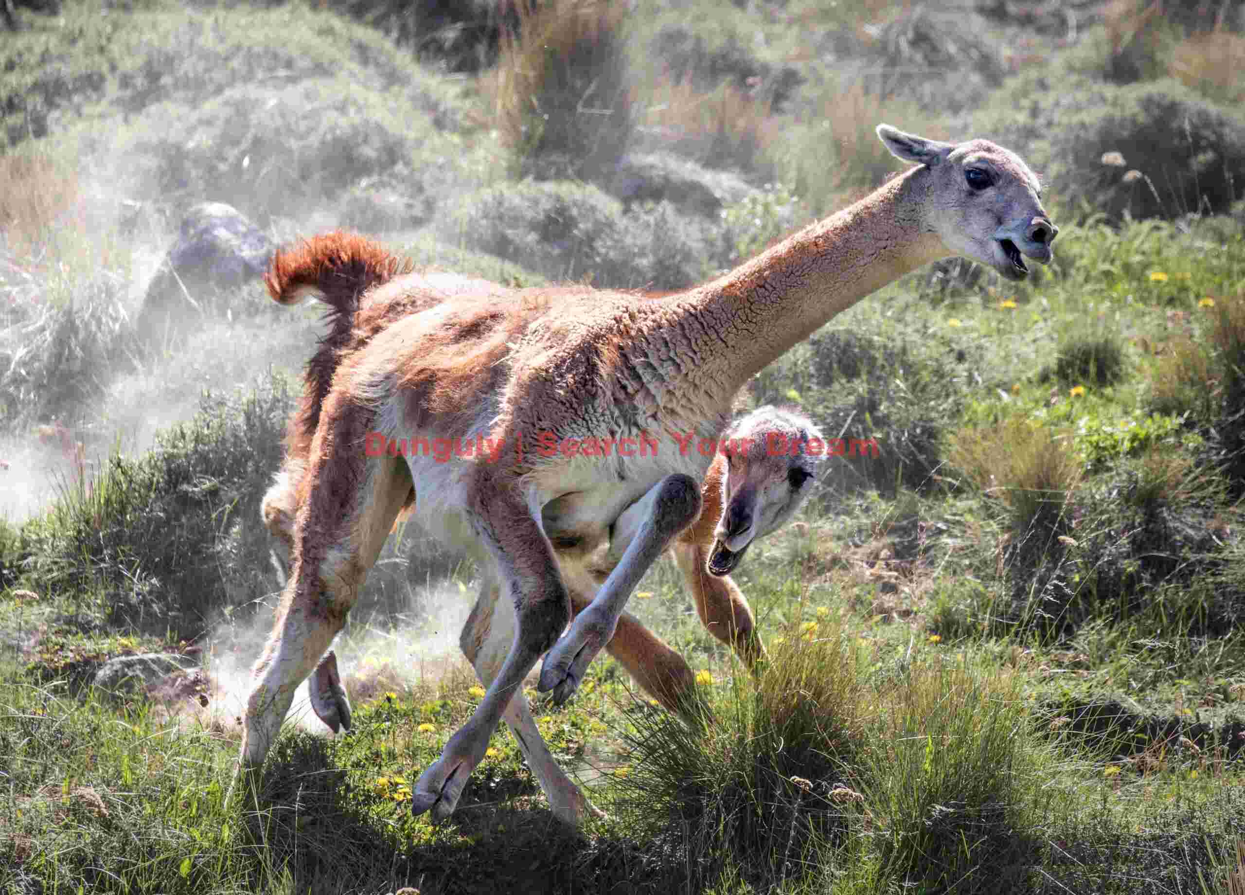 Guanaco Chase with Dust #1