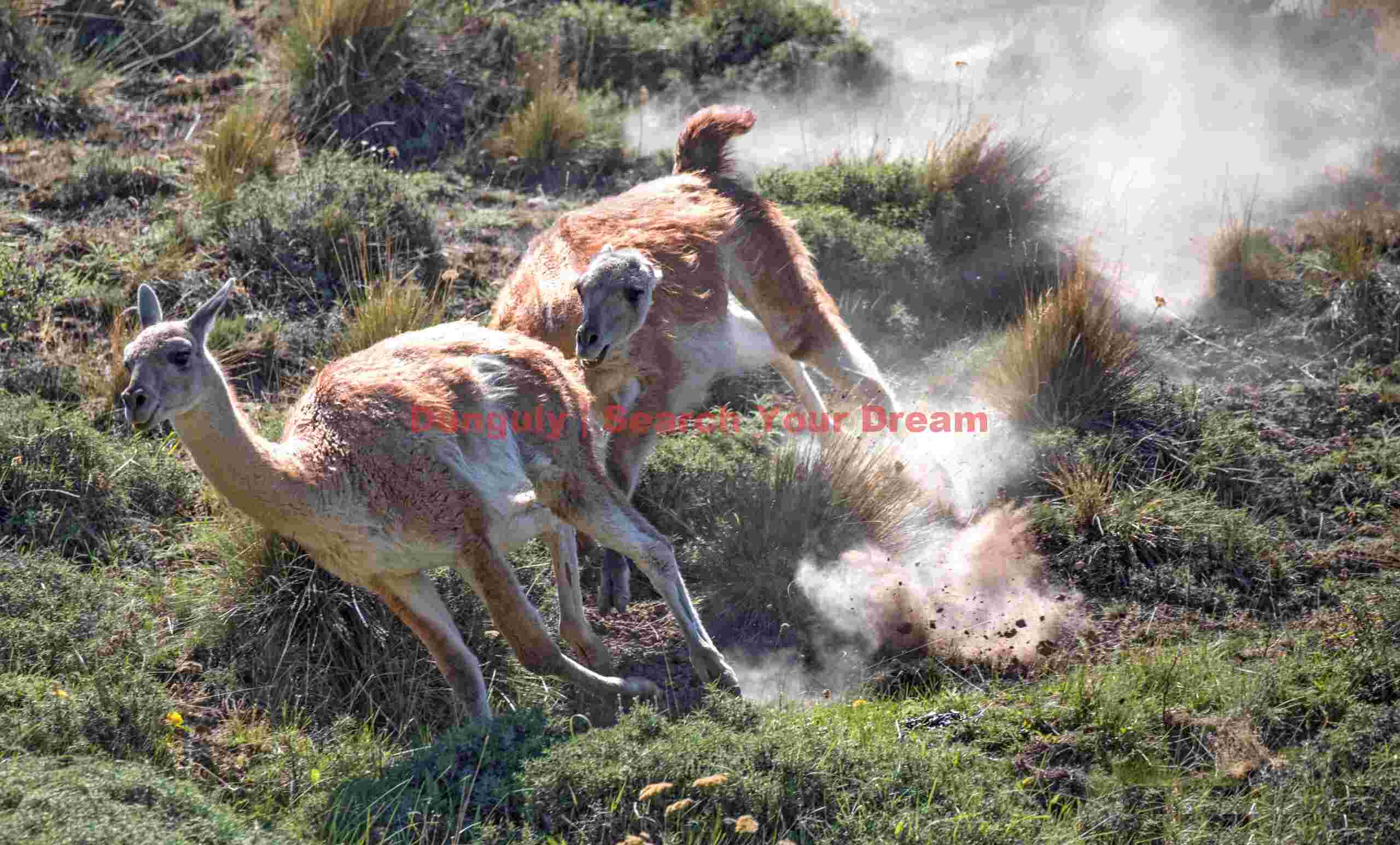 Guanaco Chase with Dust #2