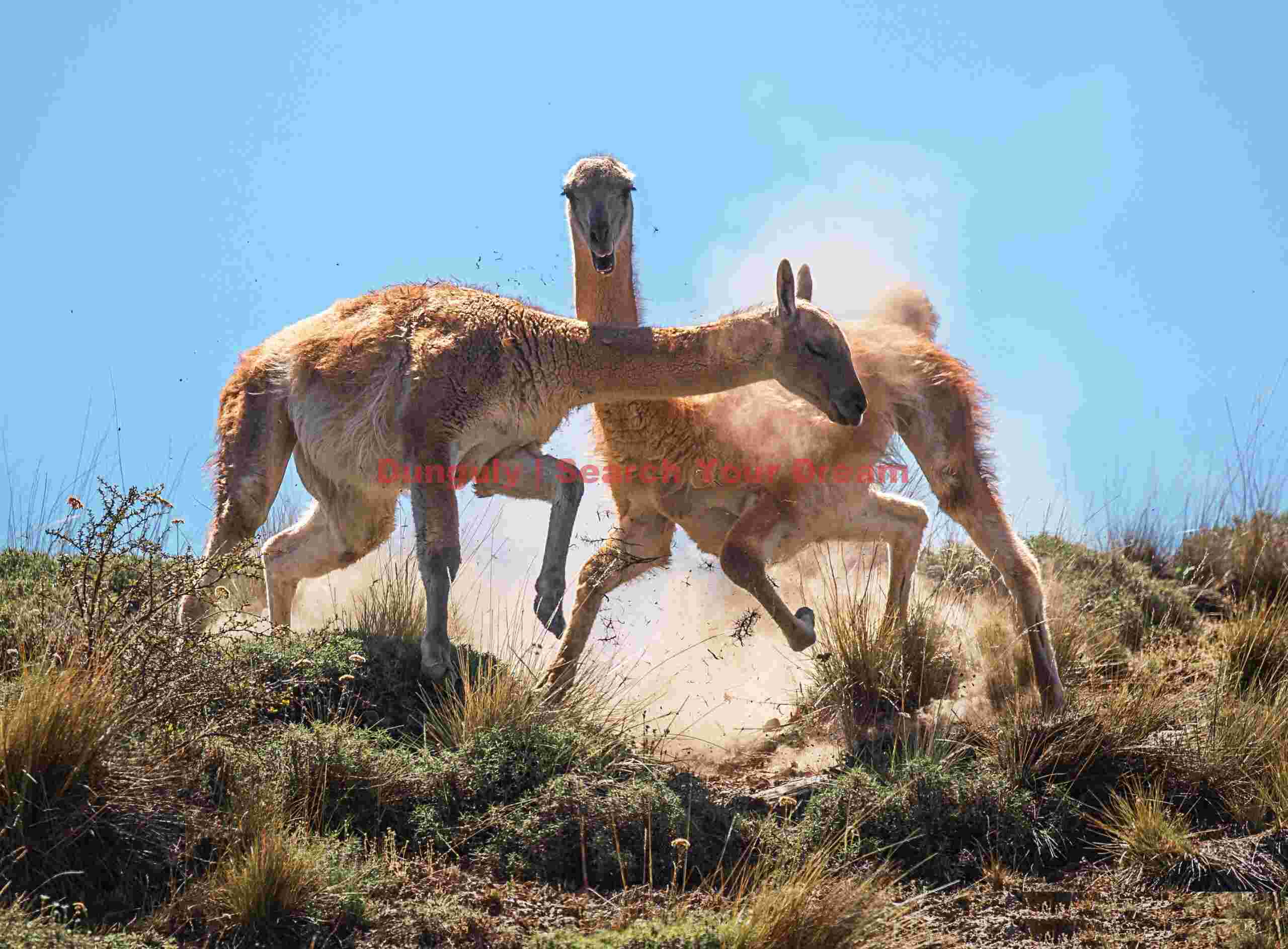 Guanaco Chase with Dust #3