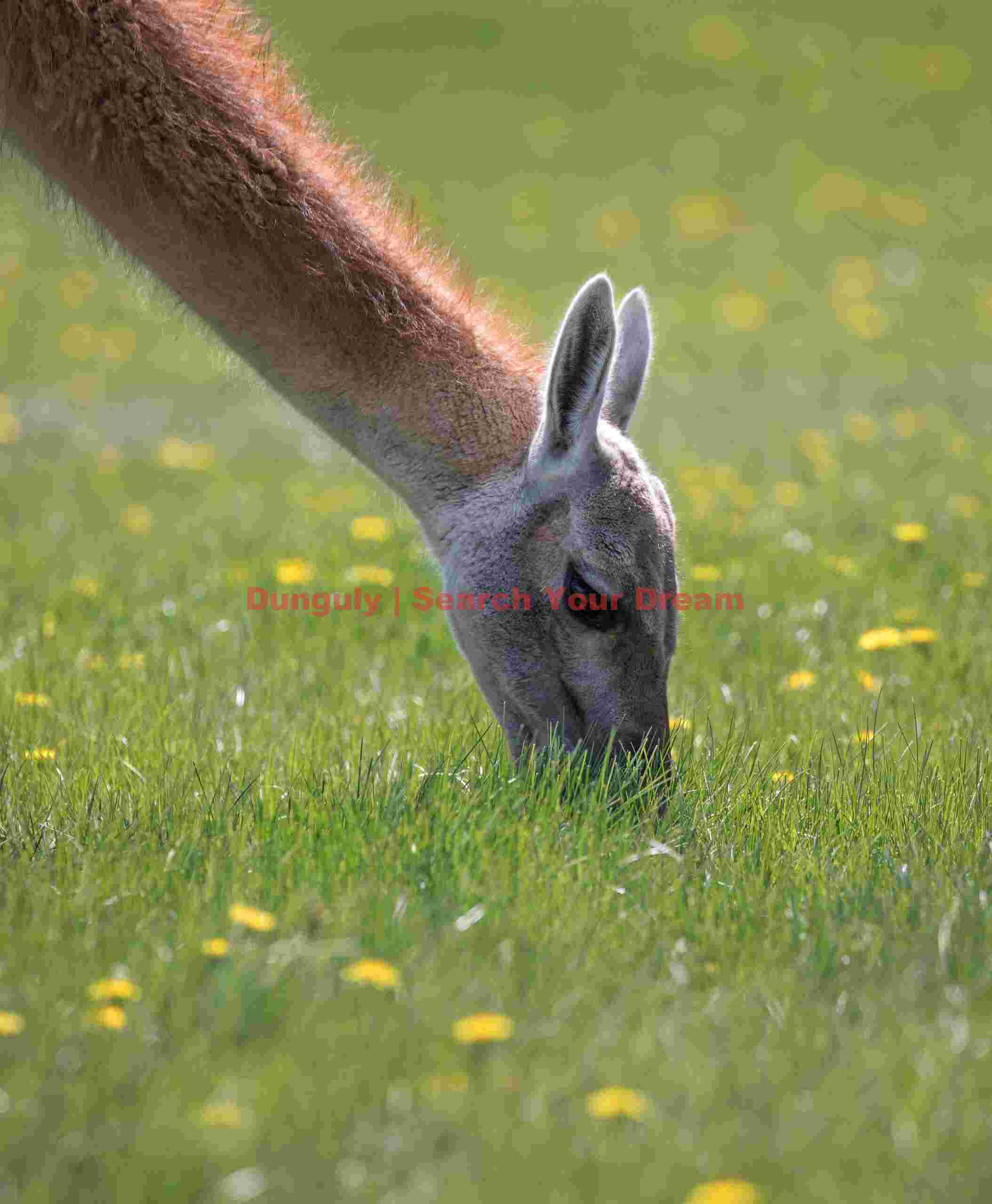 Guanaco Nibbling Grass