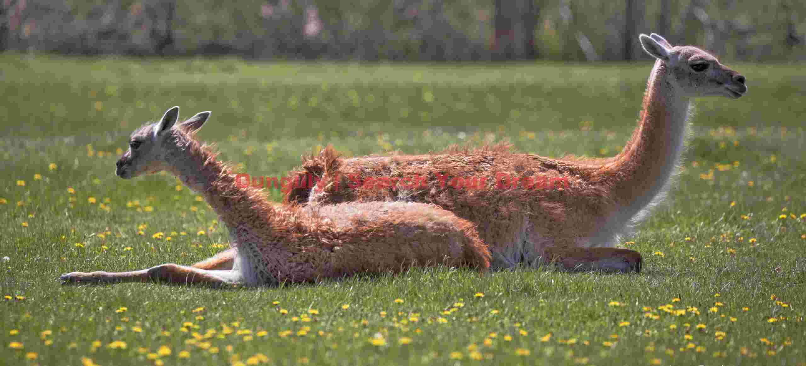 Guanaco Pair Relaxing on the Lawn