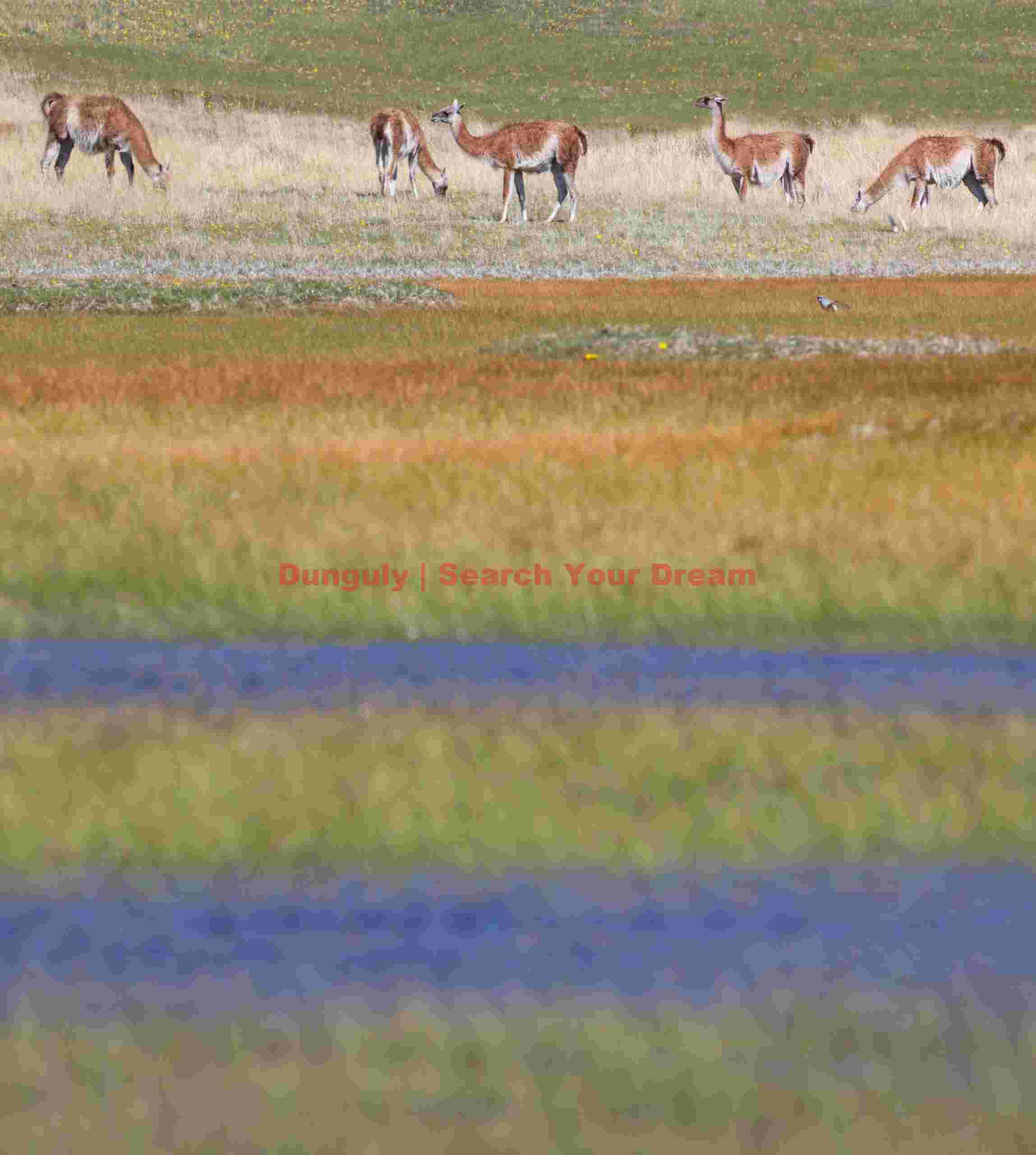 Guanacos Beyond a Flooded Meadow
