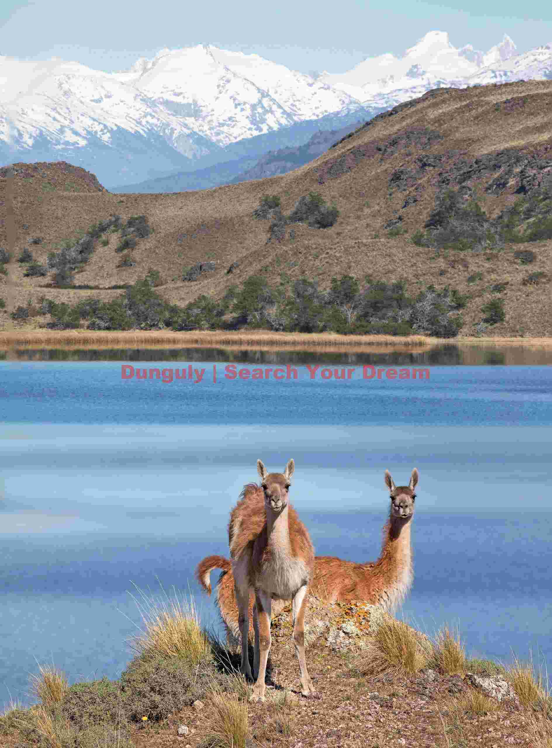 Guanacos in the Landscape