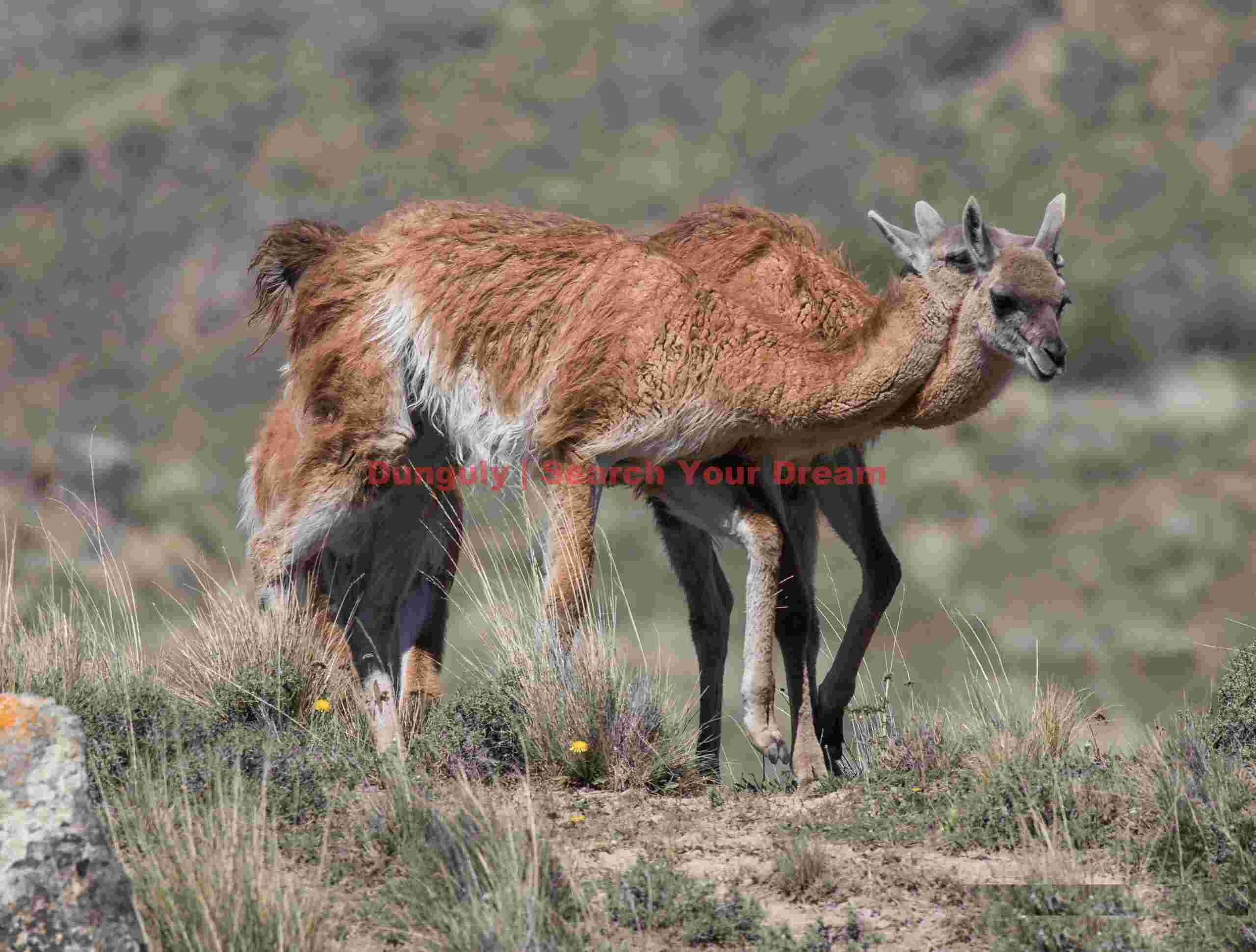 Guanacos Neck Wrestling