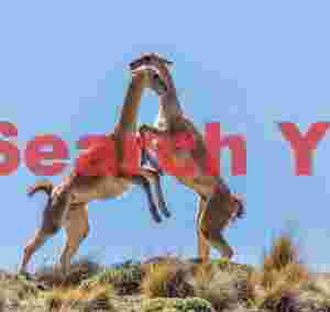 Guanacos Sparring Against the Sky