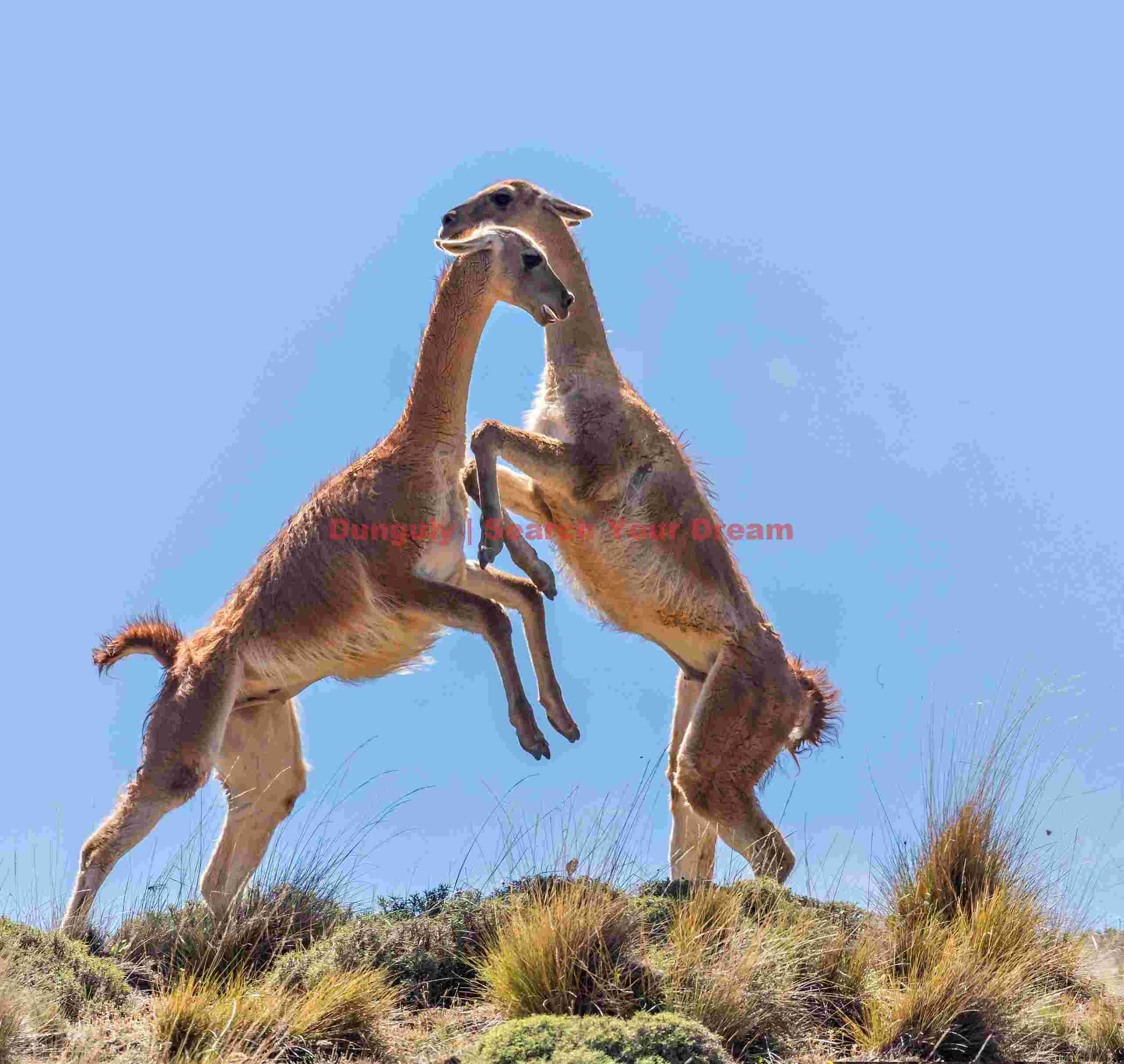 Guanacos Sparring Against the Sky