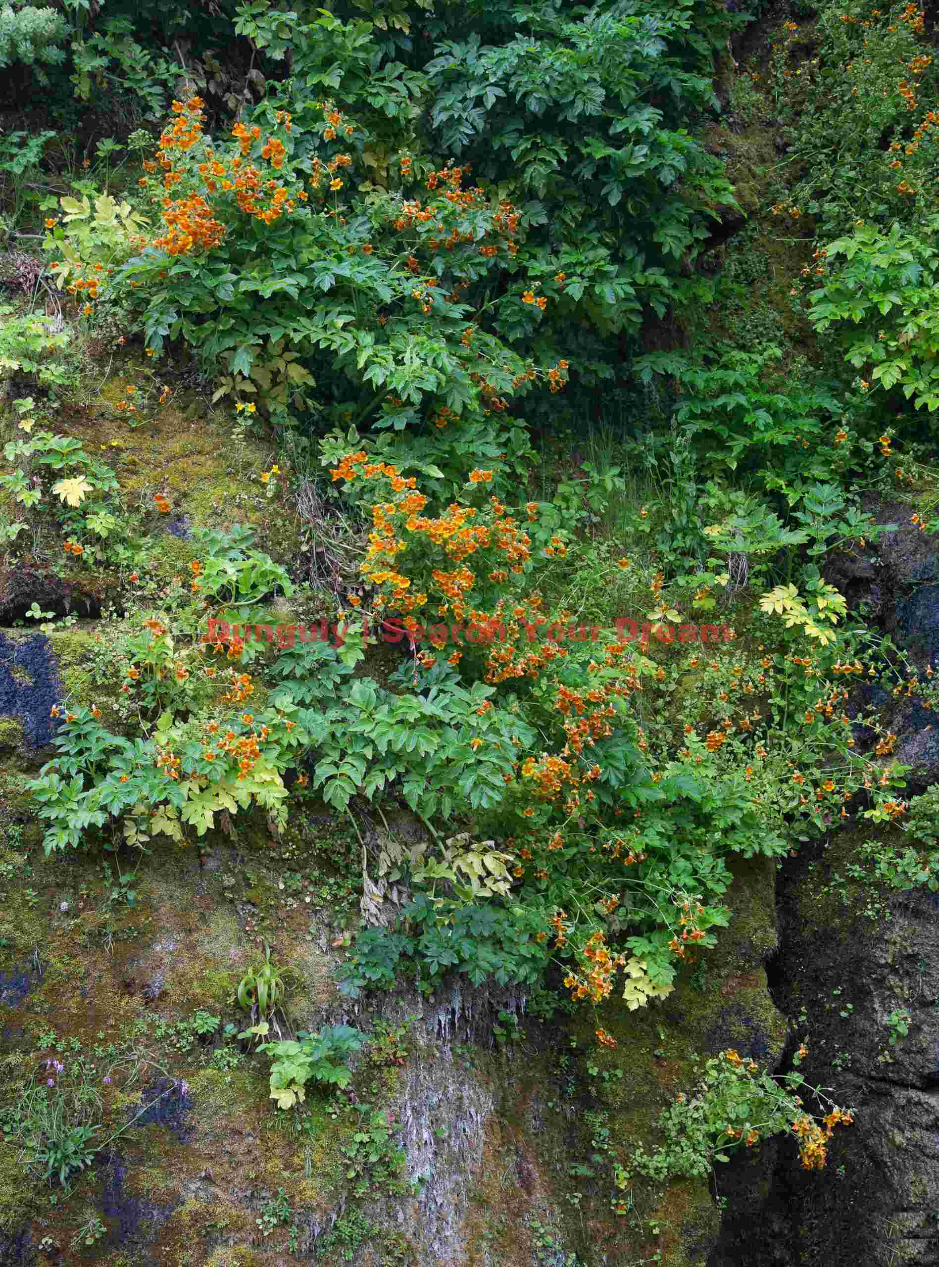 Hanging garden in the cleft