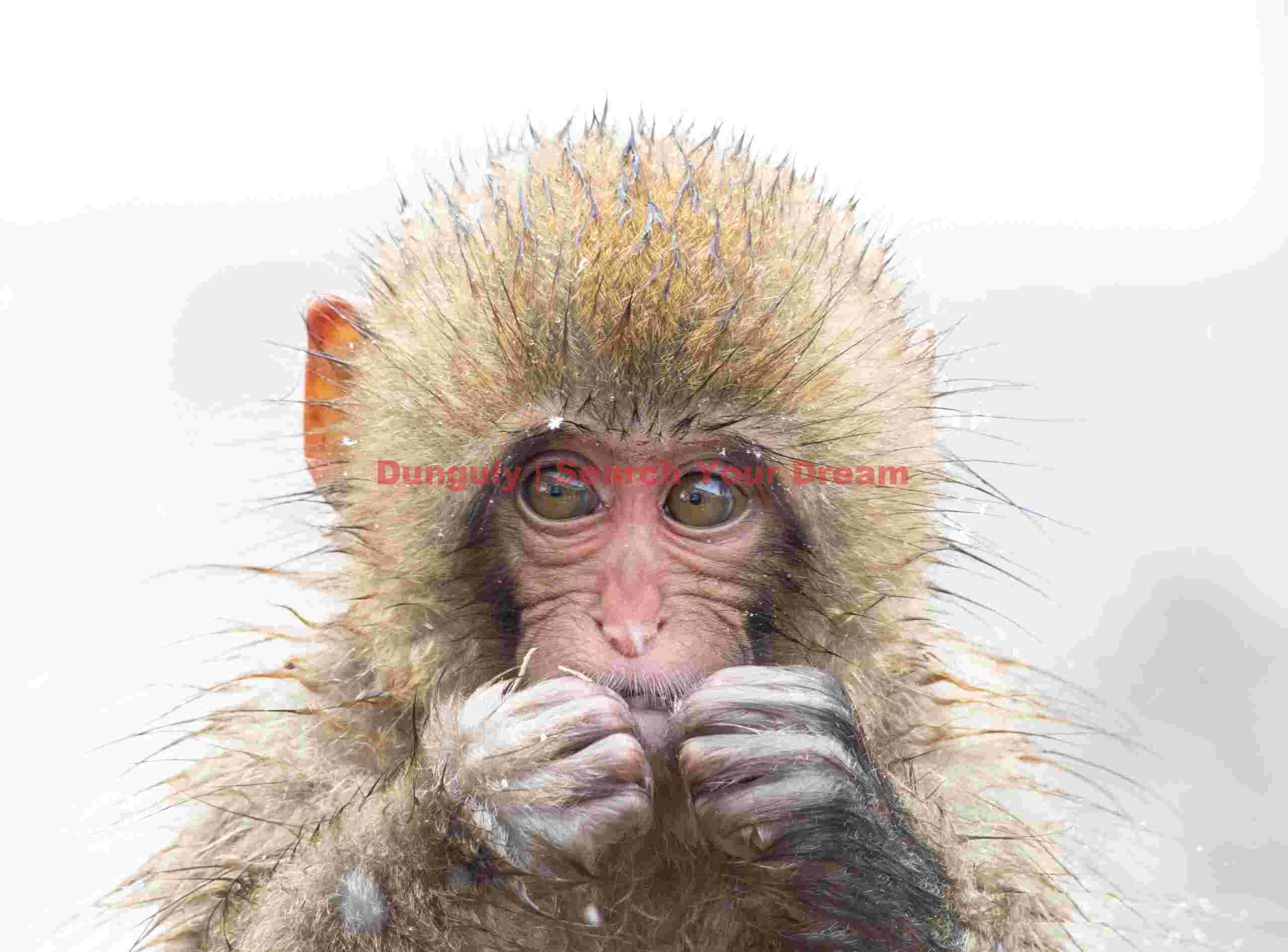 Head of young snow monkey - front