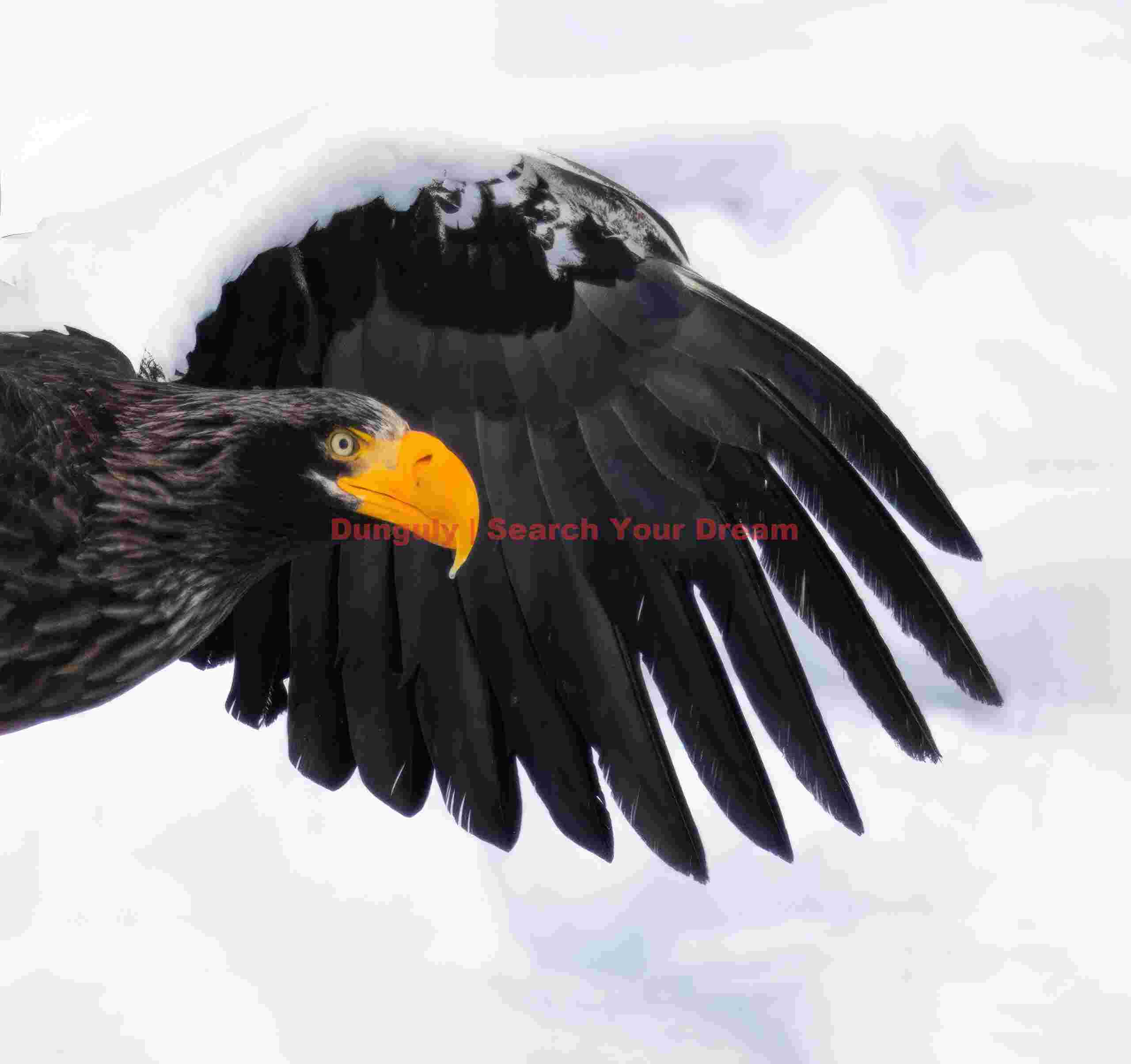 Head portrait of Steller's eagle against outstretched wing