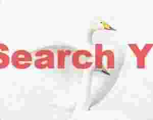 High-key whooper swan pair