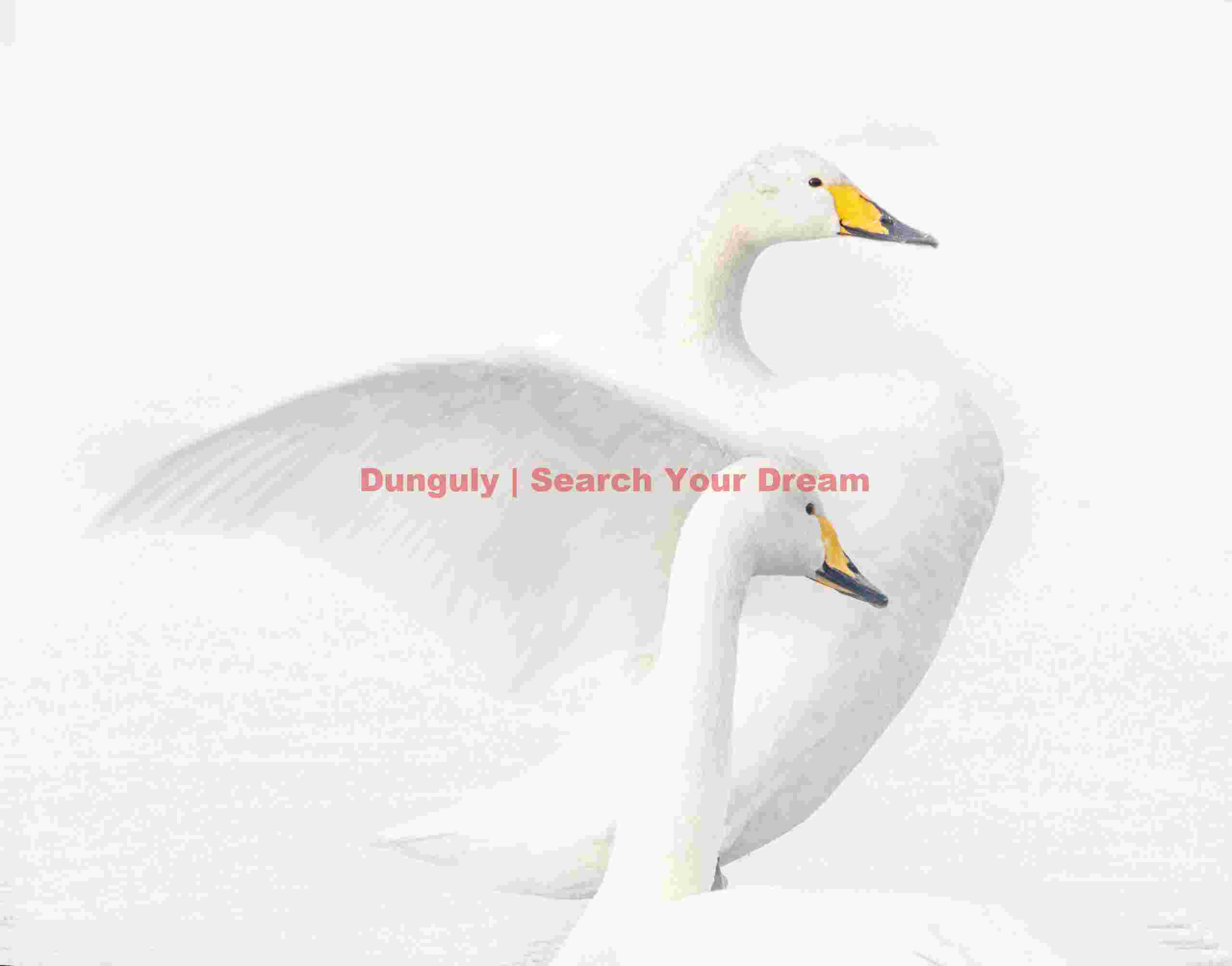 High-key whooper swan pair
