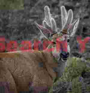 Huemul Deer with Antlers in Velvet