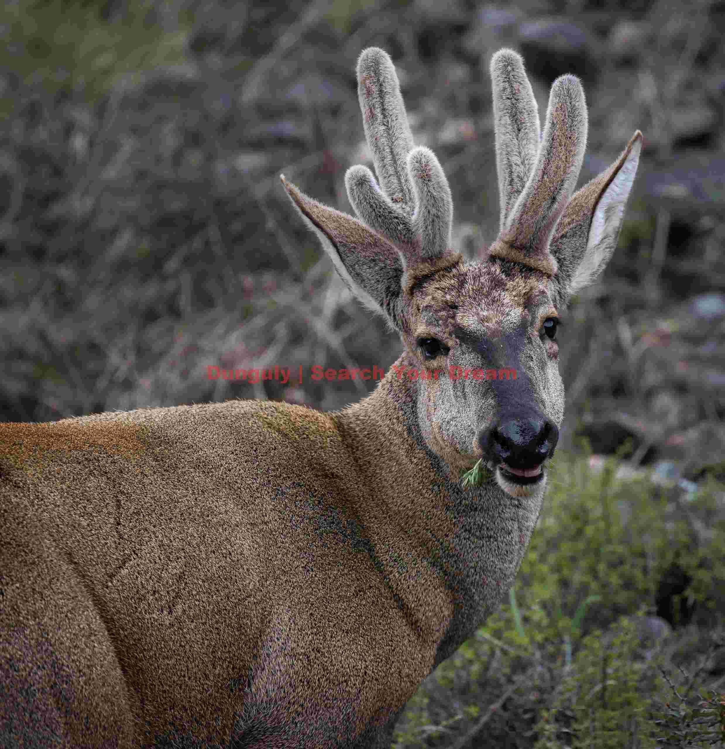 Huemul Deer with Antlers in Velvet