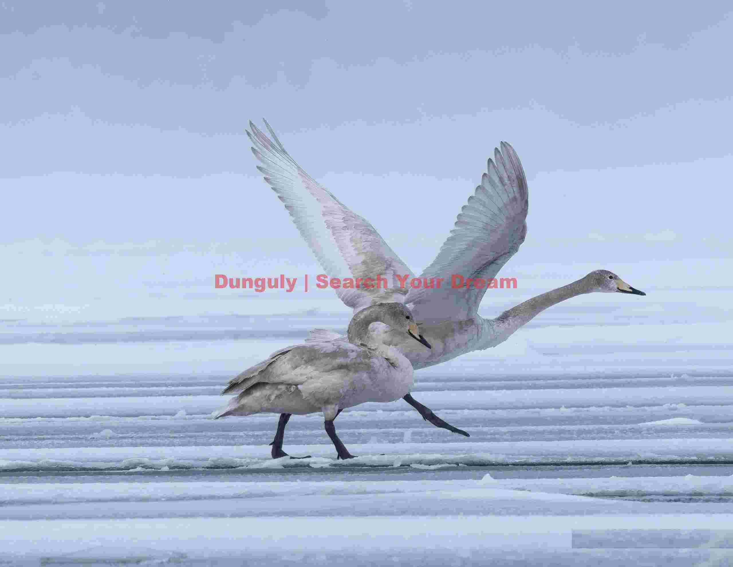Immature whooper swan take-off from ice