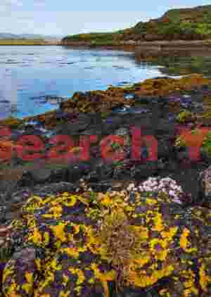 Isle of Harris, rocky coastline #1