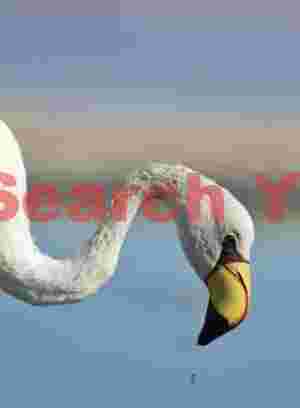 Jamses's Flamingo Close-up