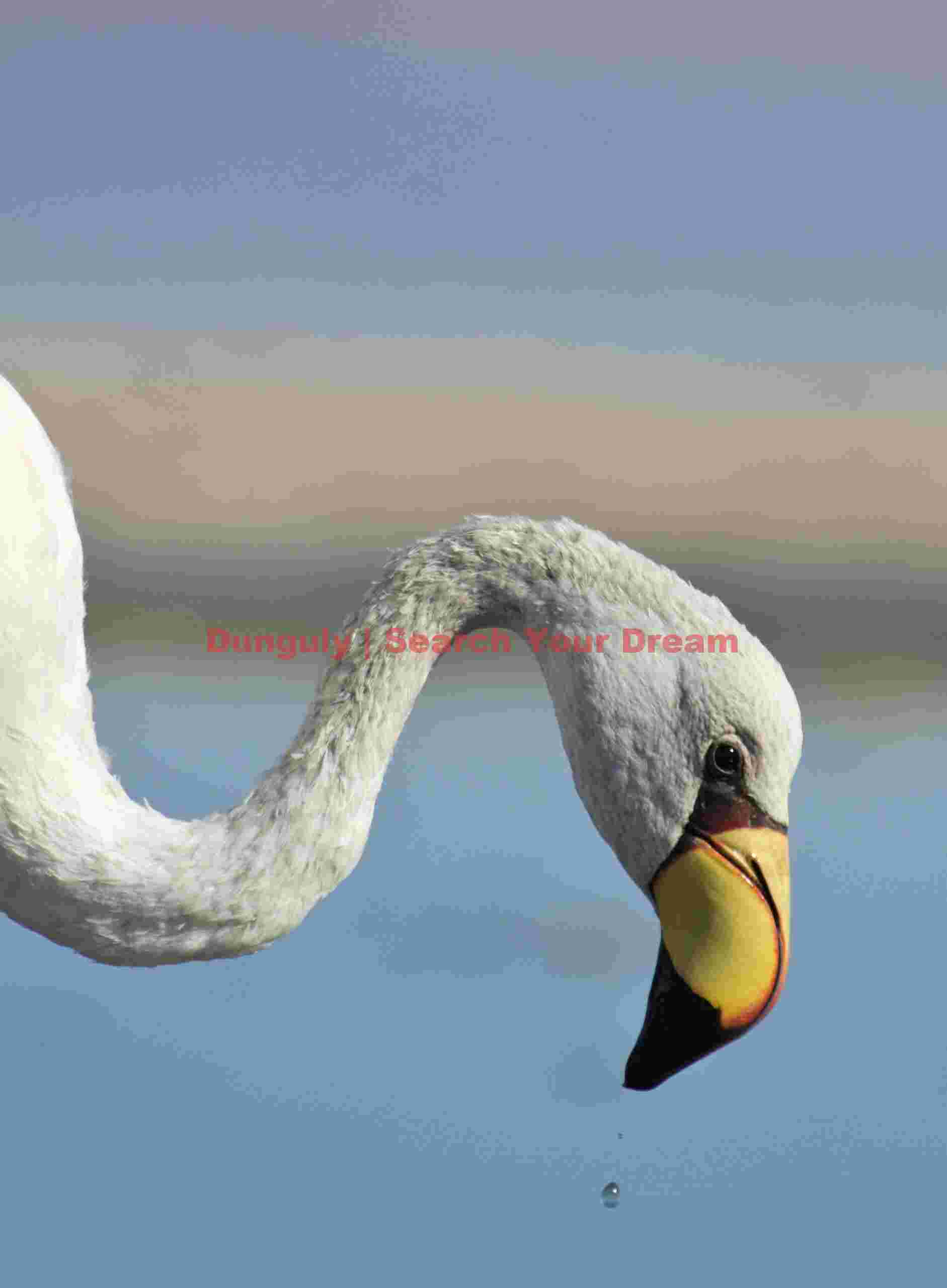 Jamses's Flamingo Close-up