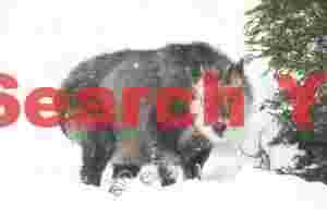 Japanese serow above the path to the snow monkey onsen