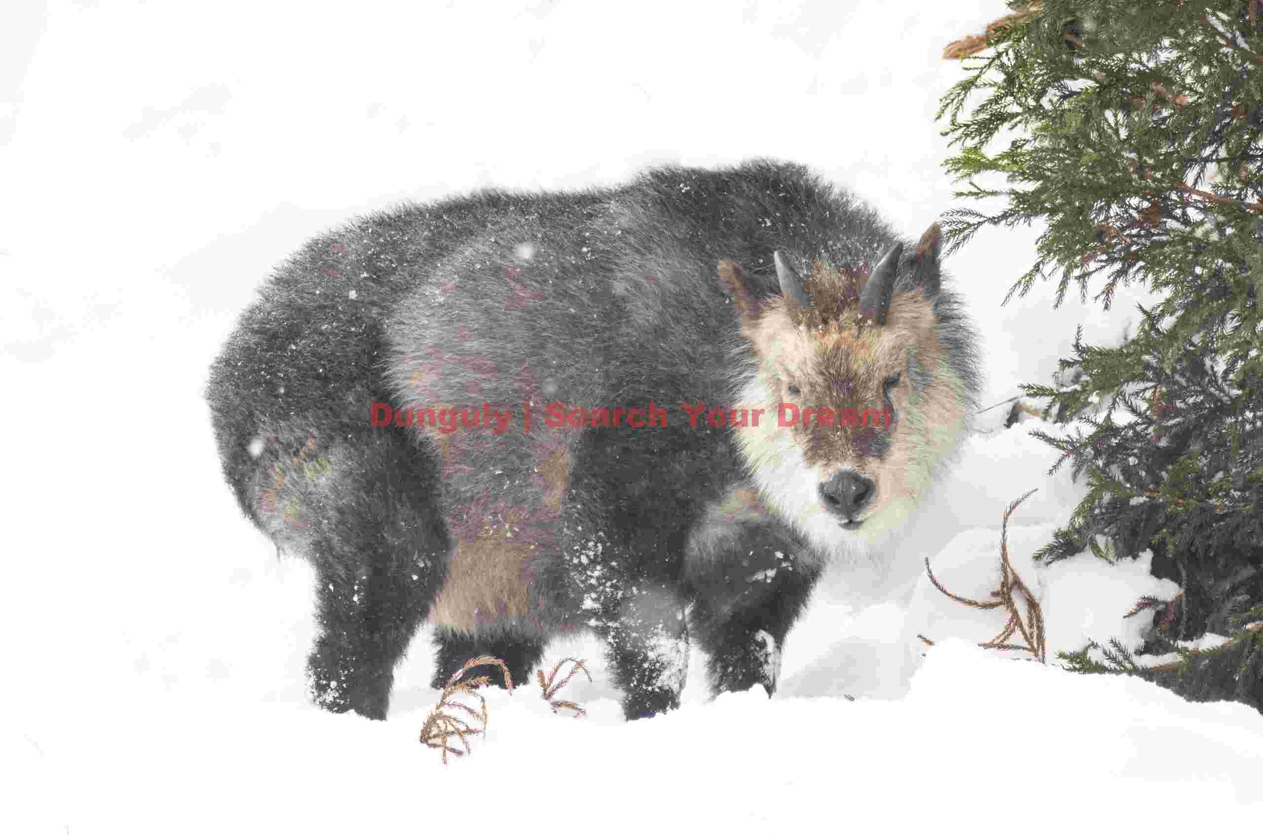 Japanese serow above the path to the snow monkey onsen