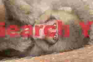 Juvenile snow monkey - Horizontal portrait